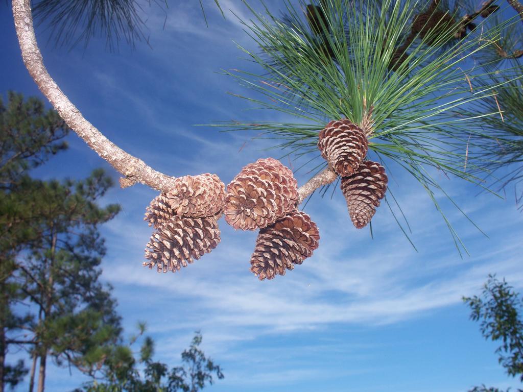 Crooked Tree Becks Bed & Breakfast المظهر الخارجي الصورة